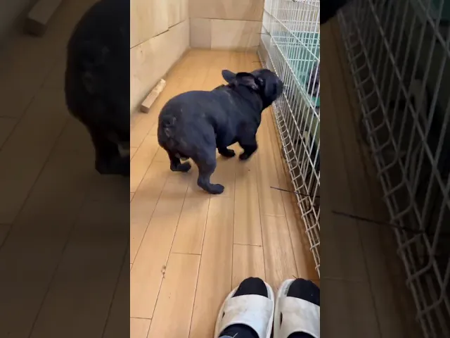 動画
