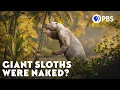 Humanity Has Amnesia About Giant Sloths
