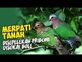 Download Lagu MERPATI TANAH SERING DISEPELAKAN DI DALAM NEGERI, MALAH JADI PRIMADONA DI BENUA BIRU NUN JAUH DISANA