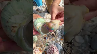 Giant Pearl Scallops Vs Freshwater Snails Which Makes More Pearls 