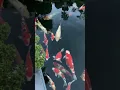 Download Lagu Ikan Koi Hidup dengan Damai di Selokan Jepang