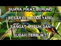 Download Lagu suara burung ribut sama suara kutilang kecepit ampuh buat pikat di mana saja 💯%