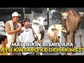Download Lagu RYU KINTARO PENGEN BIKIN BISNIS APA KE DEHAKIMS..?