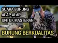 Download Lagu Suara Burung Alap Alap Untuk Masteran Burung Berkualitas Tinggi