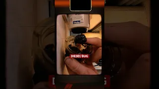 DIESEL BUG REMEDY🐞