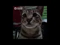 Nasib Kucing pengen jadi macan