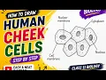 How to Draw Human Cheek Cells Diagram Easy Biology Diagram