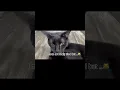 Download Lagu Real life puma logo 😹 #catshorts #puma #blackcat #blackcatshort