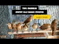Download Lagu TIPS MEMILIH BURUNG EMPRIT KAJI JANTAN  BAHAN OMBYOKAN