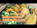 Lagu MELIHAT HARGA MANGGA DI PASAR PASREPAN PASURUAN !! DURIAN MONTONG 50 RB / KG
