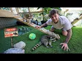 Rescuing BABY RACCOONS for My FARM