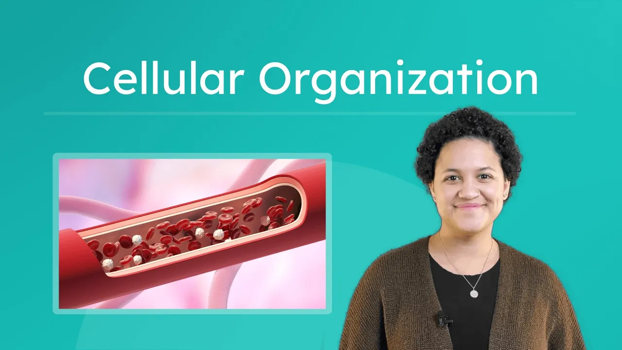 Cellular Organization - How Cells Form Tissues, Organs & Systems