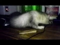 Alice the Ferret