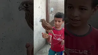 تدريب صقر الباشق أو الشرياص Birds طيور صيد Cute 