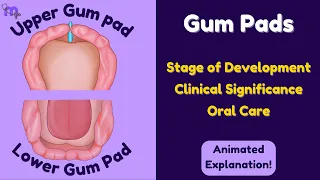 gum pads development stages clinical significance pediatric dentistry explained