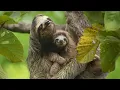 Sloths Are Slow For A Reason 4K Panama Wild Travel Robert E Fuller