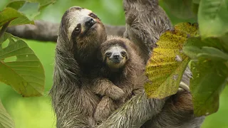 Sloths Are Slow For A Reason 4K Panama Wild Travel Robert E Fuller