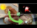 Download Lagu Bowl  incubator Hatching Result100%//Sunlight Pigeons hatching/ Without Bulb incubator egg  hatching
