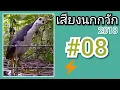 Download Lagu เสียงนกกวัก #08   White Breasted Water Hen Sound