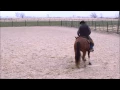 Ranch Sorting Fundamentals - Reins