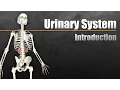The Urinary System In 7 Minutes