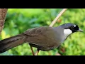 Suara Burung Poksay (Full 1 Jam)
