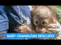 Lagu ORANGUTAN BABY RESCUE!
