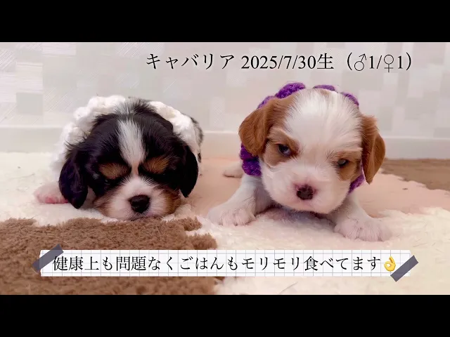 動画