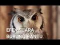 efek suara burung hantu