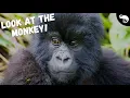 Gorillas Are Monkeys and So Are You You Can t Evolve Out of a Clade