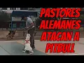 Pitbull attacked by German Shepherd what to do in this case