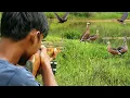 Download Lagu 3 Hari berburu 100 burung belibis,musang liar dan burung sawah siang - malam