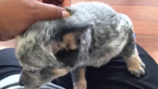 Pups N Stuff