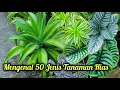 Download Lagu 50 JENIS TANAMAN HIAS LENGKAP DENGAN NAMA POPULER DAN KETERANGANNYA (video part 2)