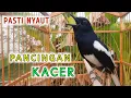Download Lagu PANCINGAN KACER NYIUL NGEPLONG DIJAMIN LANGSUNG NYAUT GACOR