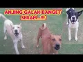 Download Lagu ANJING GALAK BANGET SERAM...!