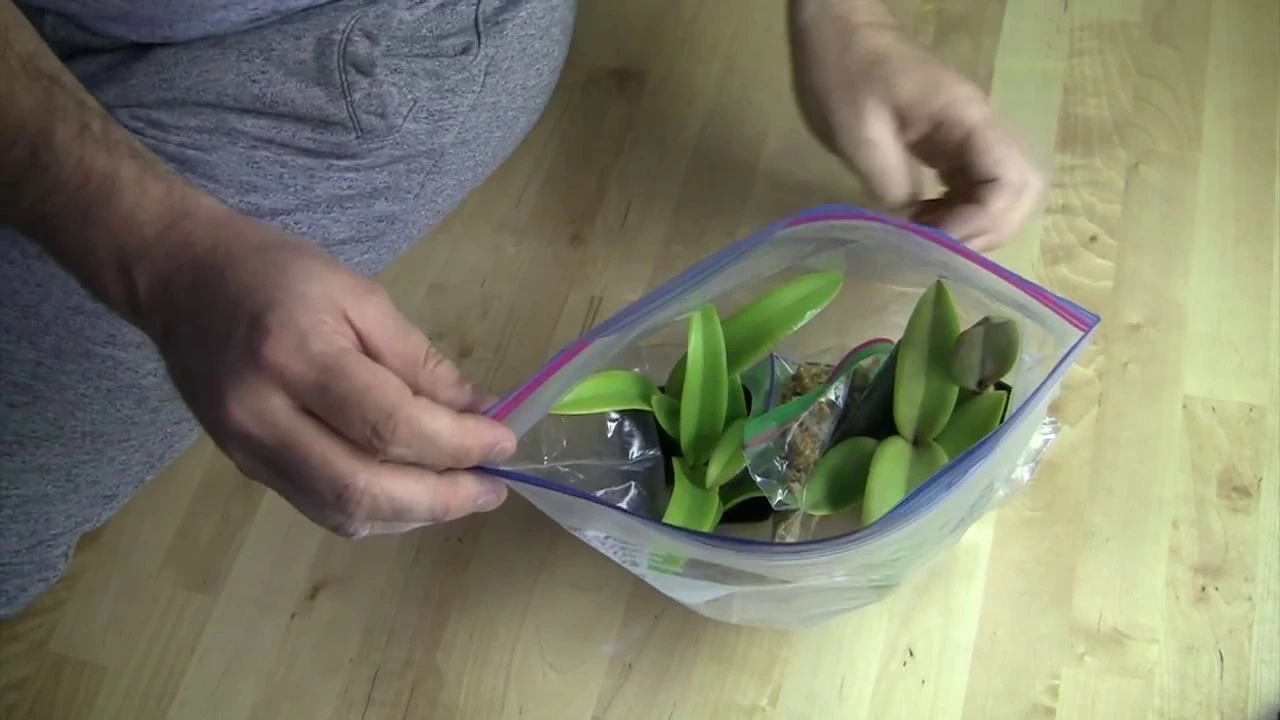 HOW I MAKE ORCHID ROOTS GROW