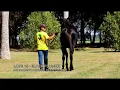 LOTE 15 - BLACK FLOWER