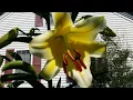 Download Lagu My Tree Lilies/Orienpets In Bloom...