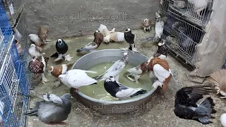 طريقه استحمام الحمام في الصيف والشتاء عملي 