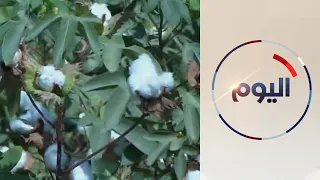 وزارة الزراعة المصرية تسعى لتهجين أصناف جديدة من القطن طويل التيلة 
