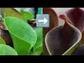 Download Lagu Heliamphora minor Setup Test: What Works vs What Doesn’t