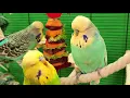 Download Lagu 7 hours of relaxing budgie sounds for your birds