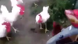 كلكو عليا ولا ايه دندنها