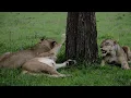 Lagu Queens of the Savannah: Lionesses at Rest