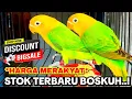 Lagu STOK LOVEBIRD TERBARU HARGA MERAKYAT..!
