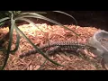 NJ exotic pets Vlog 1