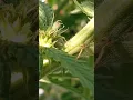 GREENPOINT SEEDS FROST EVERYWHERE WEEK 2 USING GeneralHydroponicsUS PURPLE ALIEN
