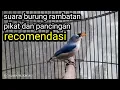 Download Lagu PANCINGAN BUNYI RAMBATAN PARUH MERAH