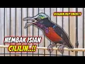 Download Lagu MASTERAN KONIN GACOR VOLLEDIGE BONGKAR MATERI CILILIN MEWAH !! PANCINGAN KOLIBRI NINJA BAHAN NEMBAK ISIAN